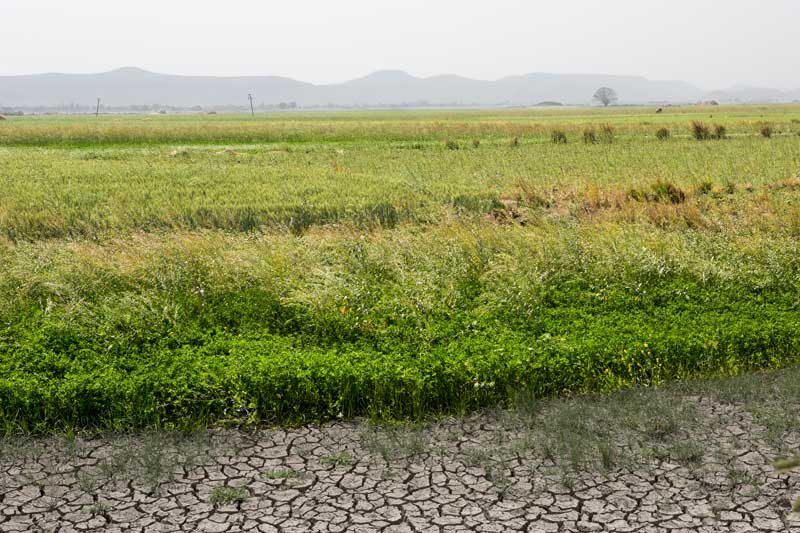 Rabi crops growing in the dry bed of Patesar Ahar in Kaimur district, Bihar